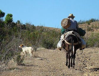 Burro de Carga _ Vera Cruz