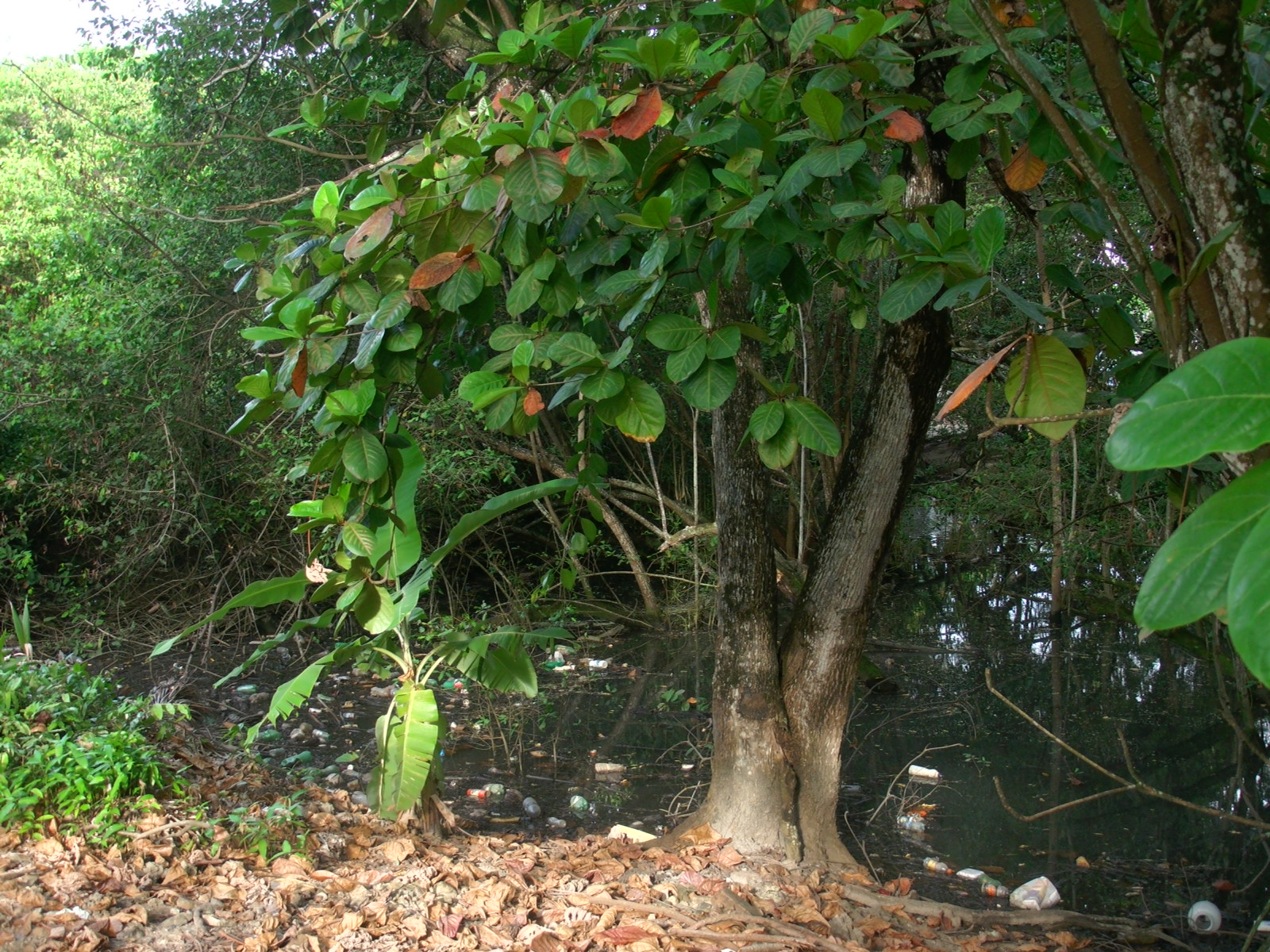 Poluição do Riacho da Ilhota